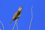 Brown-crested Flycatcher